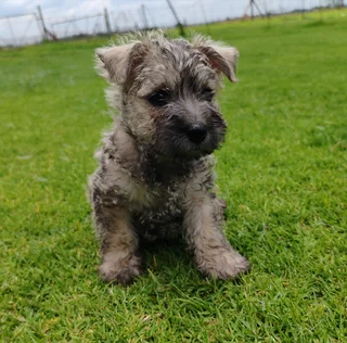 Cairn Terrier male puppies available.