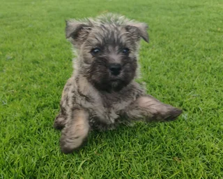 Cairn Terrier male puppies available.