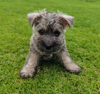 Cairn Terrier male puppies available.