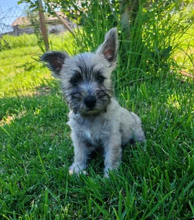 Cairn Terrier male puppy available.