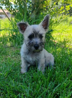 Cairn Terrier male puppy available.