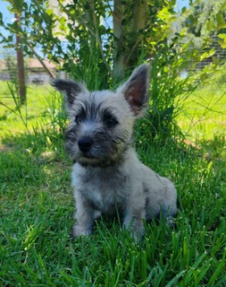 Cairn Terrier male puppy available.