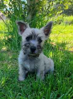 Cairn Terrier male puppy available.