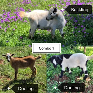 African Pygmy x Nigerian Dwarf Goats for sale.