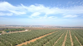 86ha Darling Olive and Teff Farm with Unlimited Potential