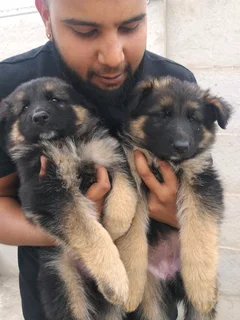 Pure Bred German Shepherd Puppies Available at R5000