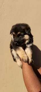 Pure Bred German Shepherd Puppies Available at R5000
