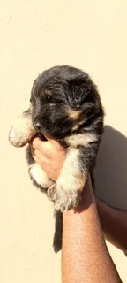 Pure Bred German Shepherd Puppies Available at R5000
