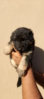Pure Bred German Shepherd Puppies Available at R5000