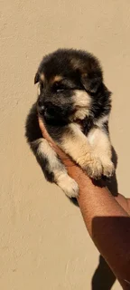 Pure Bred German Shepherd Puppies Available at R5000