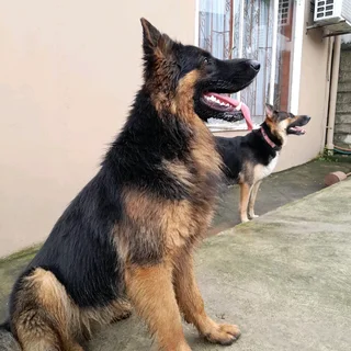 Pure Bred German Shepherd Puppies Available at R5000