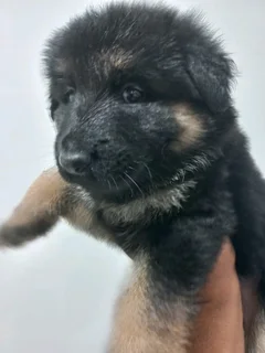 Pure Bred German Shepherd Puppies Available at R5000