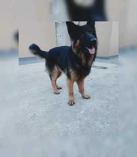 Pure Bred German Shepherd Puppies Available at R5000