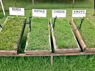 Artificial  grass  , Roll on lawn  , Compost  and all types of paving