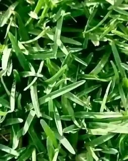 Artificial grass  , Roll on lawn  , Compost and all types of paving