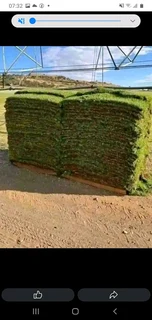 LM Grass &amp; Kikuyu Grass