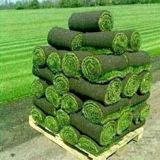 LM Grass &amp; Kikuyu Grass