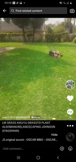 LM Grass &amp; Kikuyu Grass