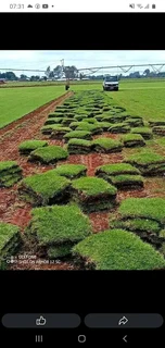 LM Grass &amp; Kikuyu Grass