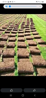 LM Grass &amp; Kikuyu Grass