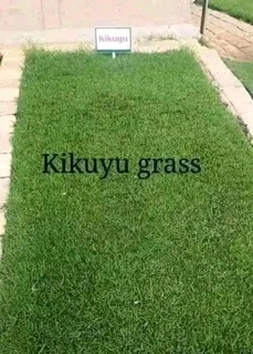 LM Grass &amp; Kikuyu Grass
