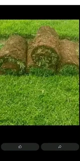 Tree Felling &amp; Grass