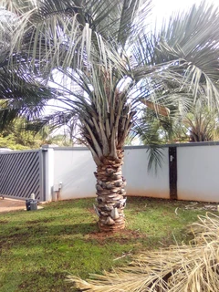 TREE FELLING &amp; GRASS