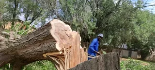 Tree felling