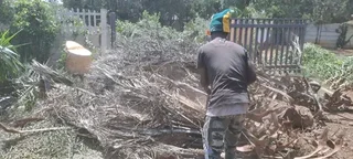 Tree felling