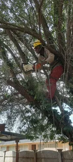 Tree felling