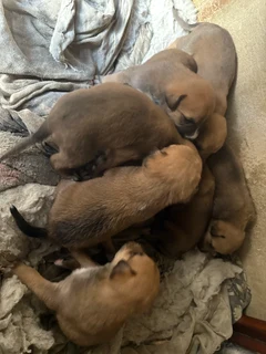 Labrador puppy’s are very beautiful