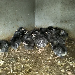 Potch Koekoek Chicks