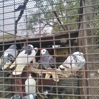 Pigeons For Sale