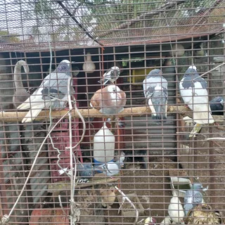 Pigeons For Sale