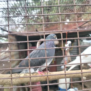 Pigeons For Sale