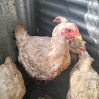 Broilers for Sale 2kg &#43; &#64;R105each