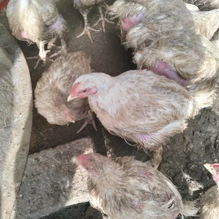 Broilers for Sale 2kg &#43; &#64;R105each