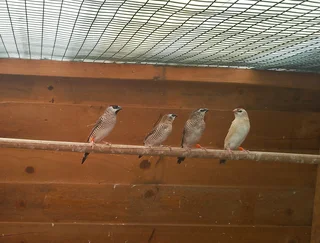 Finches available