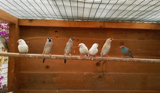 Finches available