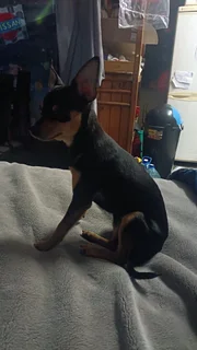 Doberman Pincher