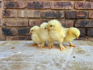 Light columbian brahma chicks