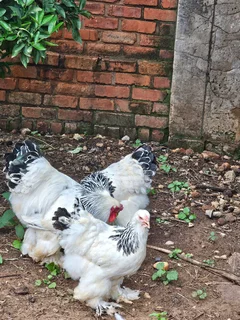 Light columbian brahma chicks