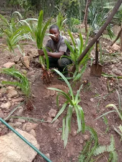 A gardener in need of part time job