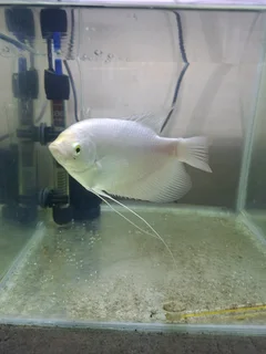 Albino gaint gourimis Fish for sale