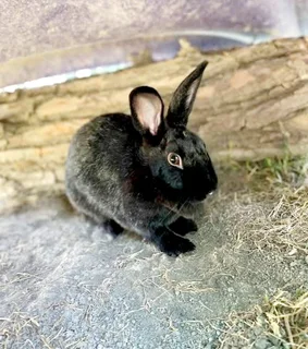 Four Rabbits ( mom and father with two kids)