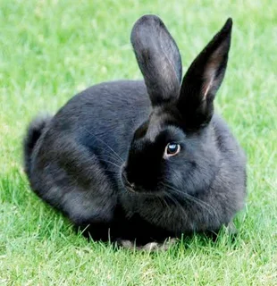 Four Rabbits ( mom and father with two kids)
