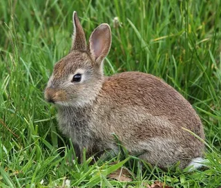 Four Rabbits ( mom and father with two kids)