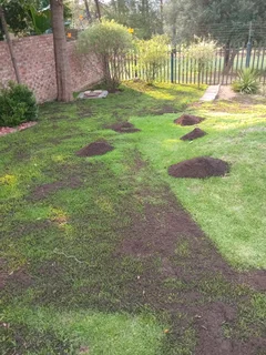 Shelton instant lawn supply and install