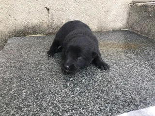 5 German Shepard Puppies (price negotiable)