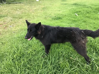 5 German Shepard Puppies (price negotiable)